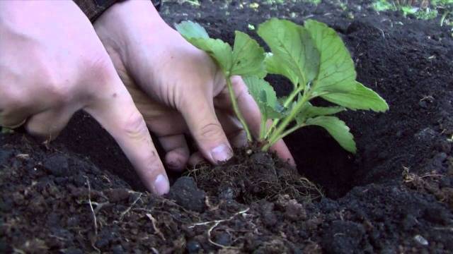 How to plant strawberries in the fall 