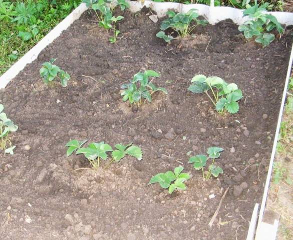 How to plant strawberries in the fall 