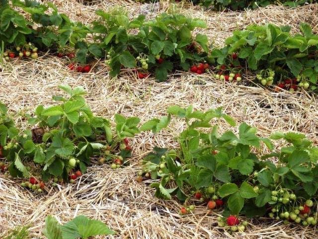 How to plant strawberries in the fall 