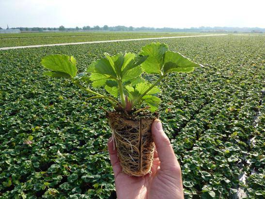 How to plant strawberries in the fall 