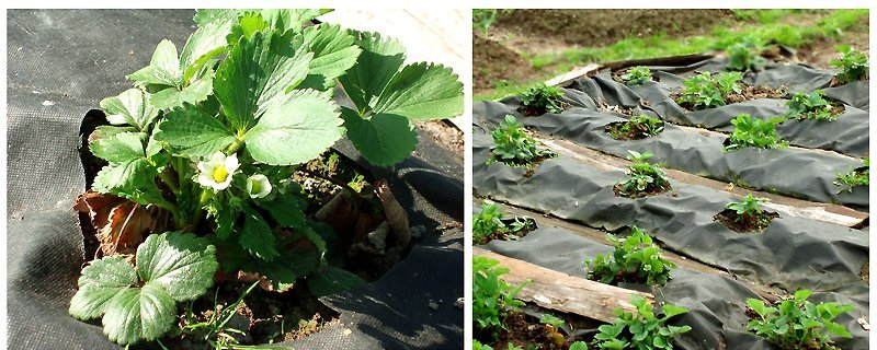 How to plant strawberries under a black film: ways