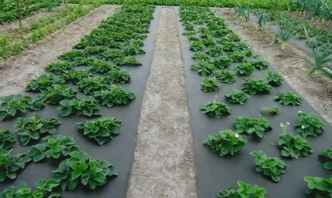 How to plant strawberries under a black film: ways