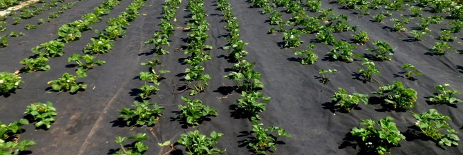 How to plant strawberries under a black film: ways