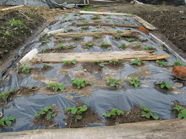 How to plant strawberries under a black film: ways