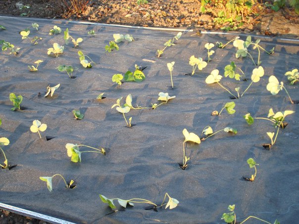 How to plant strawberries under a black film: ways