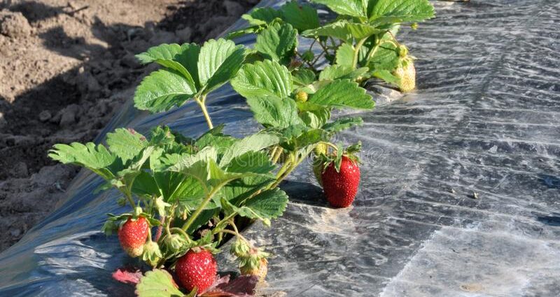 How to plant strawberries under a black film: ways