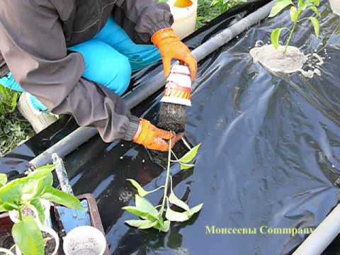 How to plant strawberries under a black film: ways