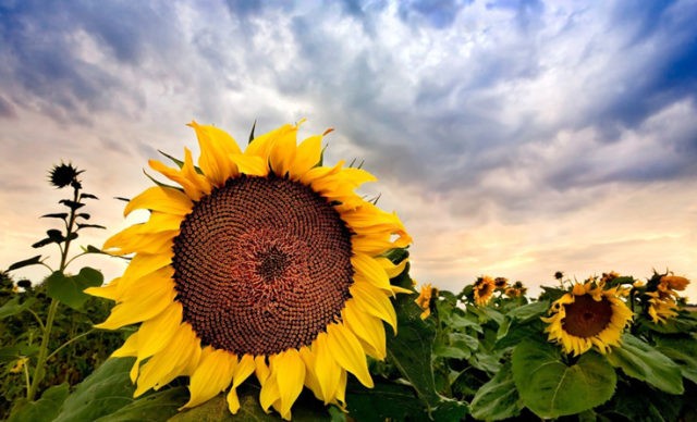 How to plant sunflowers from seeds in the country