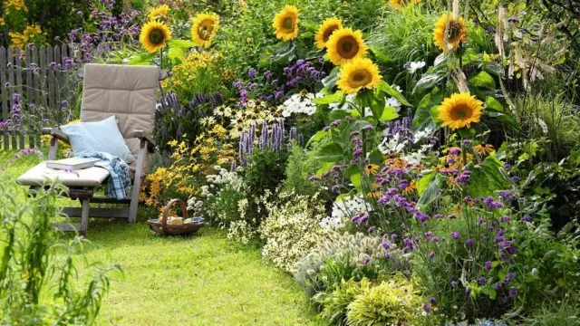 How to plant sunflowers from seeds in the country