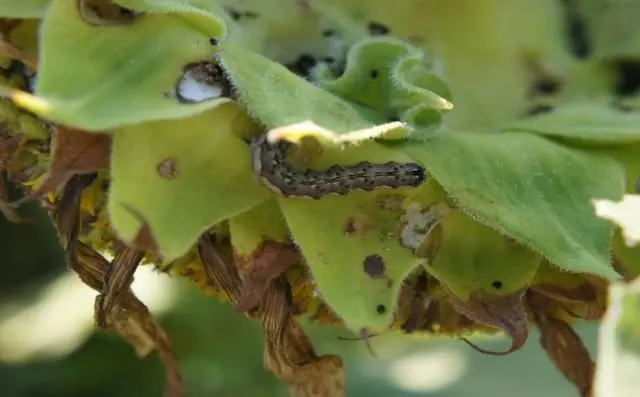 How to plant sunflowers from seeds in the country