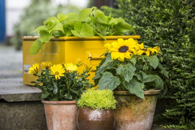 How to plant sunflowers from seeds in the country