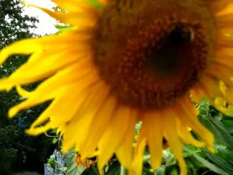 How to plant sunflowers from seeds in the country