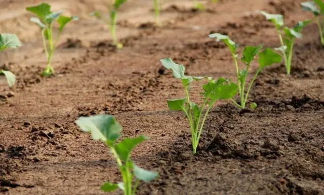 How to plant swede