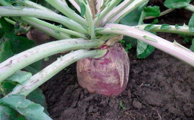 How to plant swede