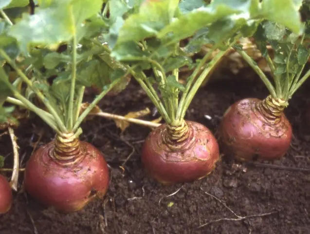 How to plant swede