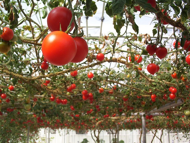 How to plant tomato seedlings in a greenhouse