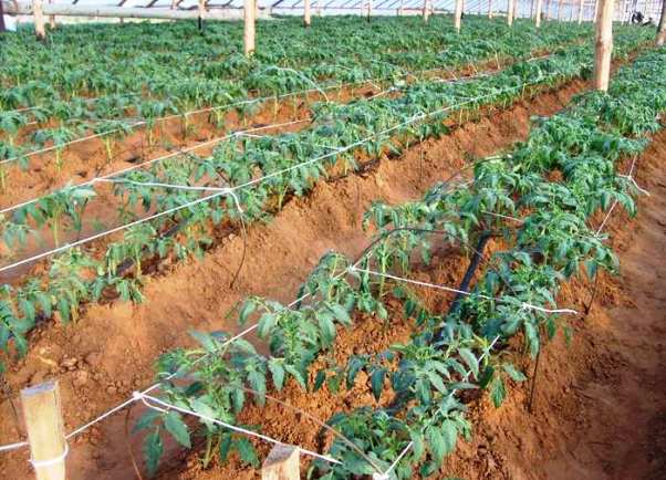 How to plant tomato seedlings in a greenhouse