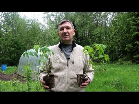 How to plant tomato seedlings in a greenhouse