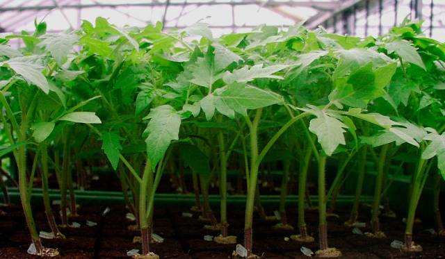 How to plant tomatoes for seedlings