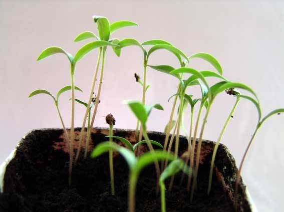 How to plant tomatoes for seedlings