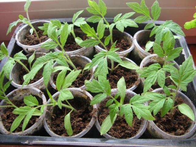 How to plant tomatoes for seedlings