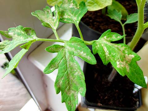 How to plant tomatoes for seedlings