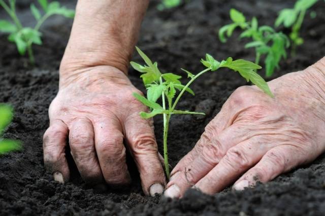 How to plant tomatoes for seedlings