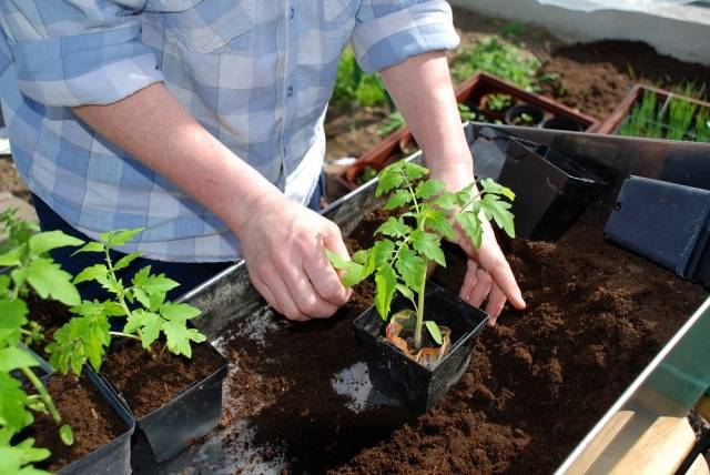 How to plant tomatoes for seedlings