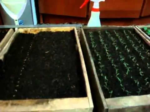 How to plant tomatoes for seedlings