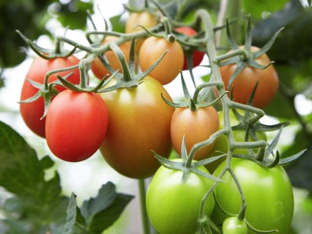 How to plant tomatoes for seedlings