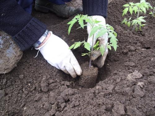 How to plant tomatoes in open ground seedlings