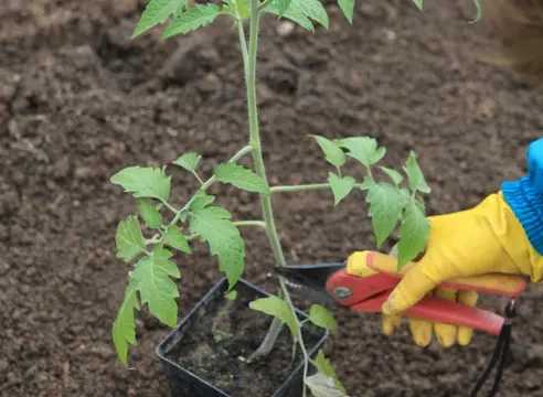How to plant tomatoes in open ground seedlings