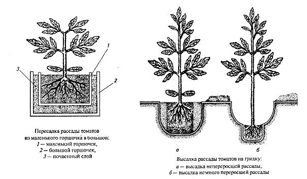 How to plant tomatoes in open ground seedlings