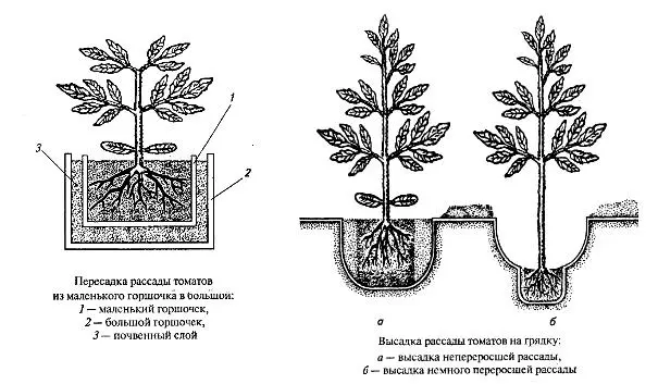 How to plant tomatoes in open ground seedlings