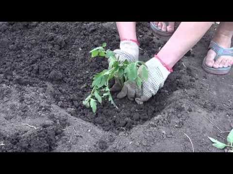 How to plant tomatoes in open ground seedlings