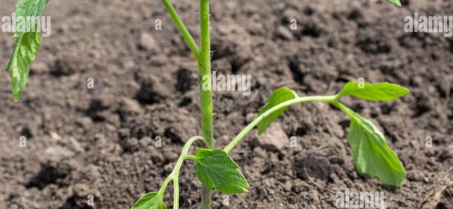 How to plant tomatoes in open ground seedlings