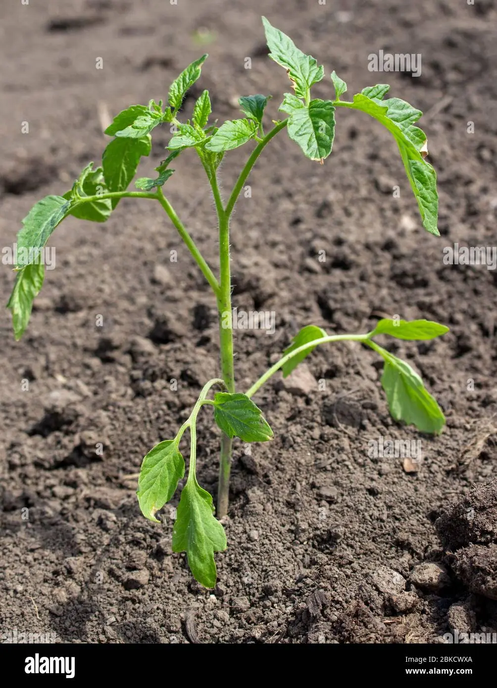 How to plant tomatoes in open ground seedlings