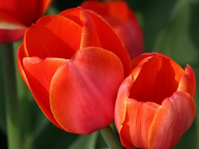 How to plant tulip bulbs in a pot: in autumn, spring, forcing at home and on the street