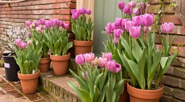 How to plant tulip bulbs in a pot: in autumn, spring, forcing at home and on the street