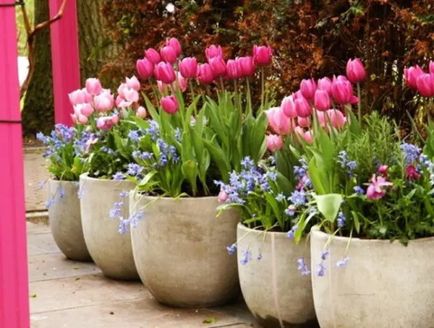 How to plant tulip bulbs in a pot: in autumn, spring, forcing at home and on the street