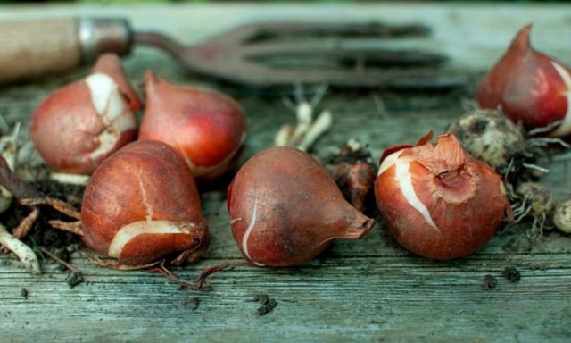 How to plant tulip bulbs in a pot: in autumn, spring, forcing at home and on the street