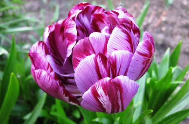 How to plant tulip bulbs in a pot: in autumn, spring, forcing at home and on the street