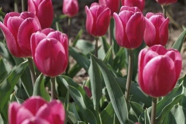 How to plant tulip bulbs in a pot: in autumn, spring, forcing at home and on the street