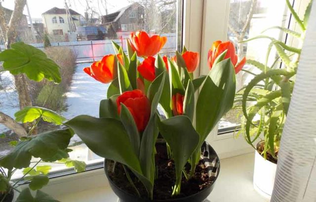 How to plant tulip bulbs in a pot: in autumn, spring, forcing at home and on the street