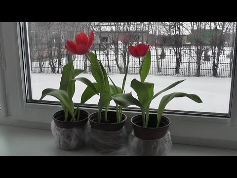 How to plant tulip bulbs in a pot: in autumn, spring, forcing at home and on the street