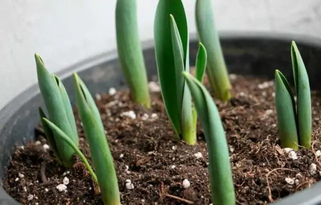 How to plant tulip bulbs in a pot: in autumn, spring, forcing at home and on the street