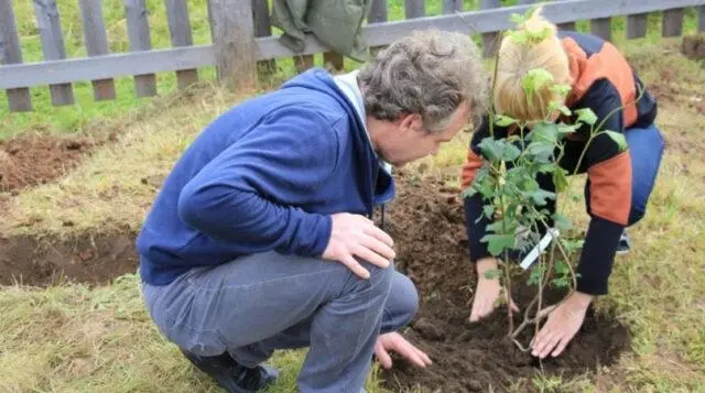 How to plant viburnum on the site in autumn, spring