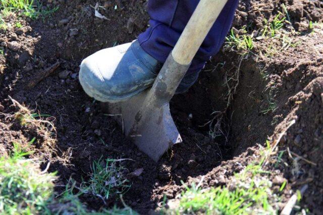 How to plant viburnum on the site in autumn, spring