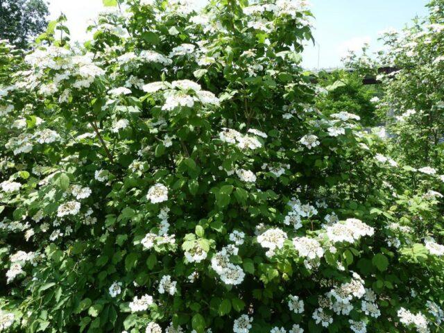 How to plant viburnum on the site in autumn, spring