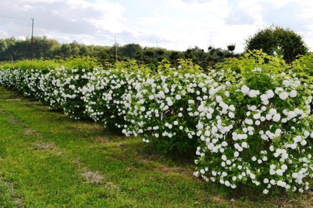 How to plant viburnum on the site in autumn, spring